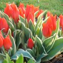 Tulipa botanique 'Praestans Unicum' PB 10
